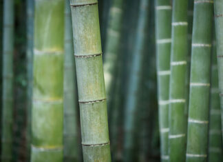 Na czym polega fenomen ręczników bambusowych