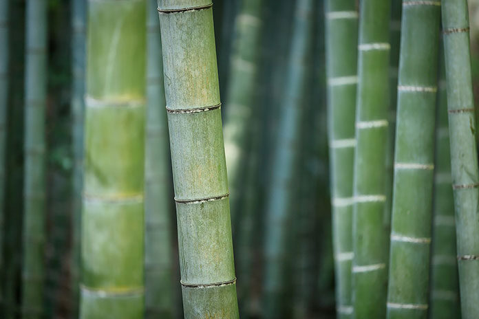 Na czym polega fenomen ręczników bambusowych