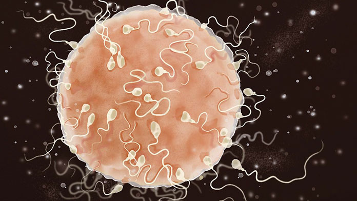 Komórki jajowe i owulacja bez tajemnic