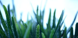 Program oczyszczający dla każdego