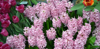 fioletowe hiacynty
