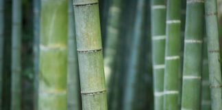 Na czym polega fenomen ręczników bambusowych