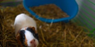 Karma dla świnki morskiej