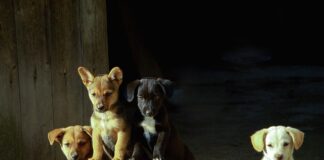 mokre karmy dla szczeniąt