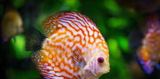 Preparaty do akwarium