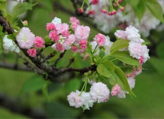 Jaka jest żywotność silnika diesla?
